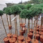 Borovica horská (Pinus mugo) 'BENJAMIN' - výška 90-100 cm, kont. C5L - NA KMIENKU